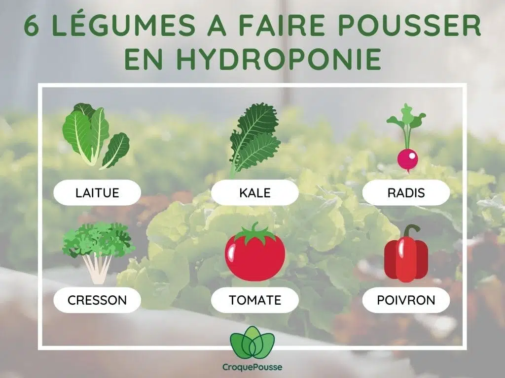 6 légumes à faire pousser en hydroponie