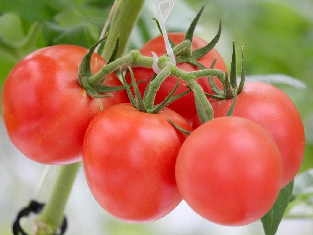tomate hydroponique